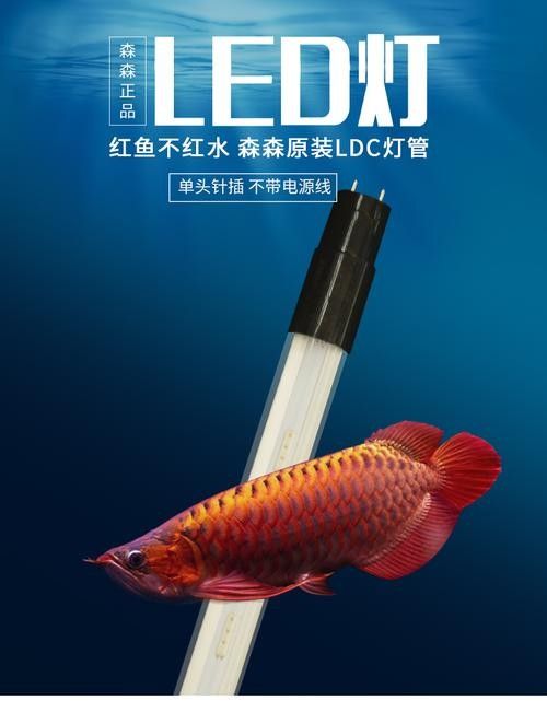 紅龍魚LED燈哪個品牌最好（紅龍魚led燈品牌推薦及分析紅龍鱗片色彩如何提升燈光選擇全攻略）