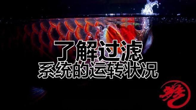 如何判斷過濾系統是否合適？（如何判斷過濾系統是否合適） 如何判斷過濾系統是否合適？（如何判斷過濾系統是否合適） 龍魚百科 第2張