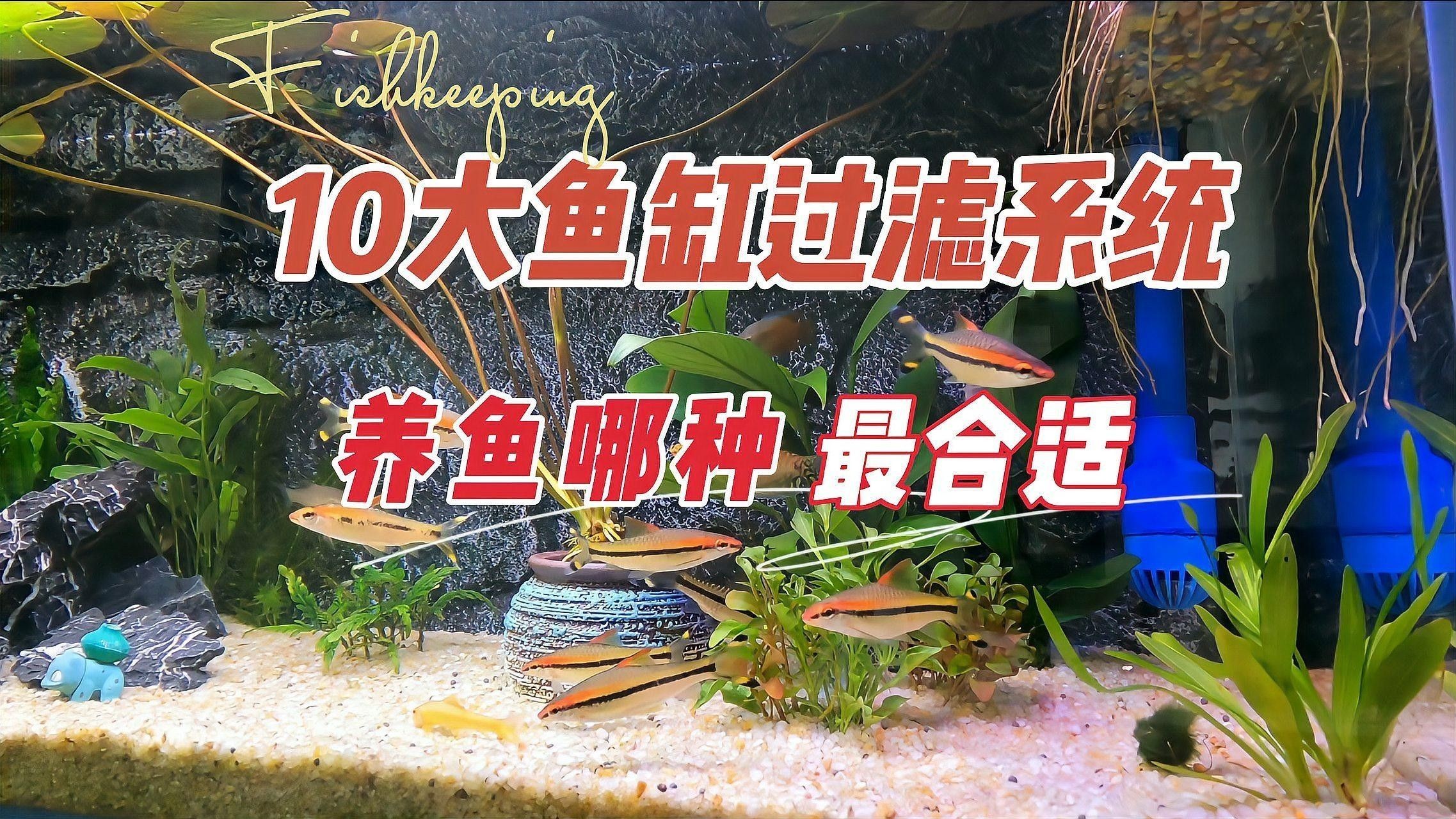 如何判斷過濾系統是否合適？（如何判斷過濾系統是否合適） 如何判斷過濾系統是否合適？（如何判斷過濾系統是否合適） 龍魚百科 第1張