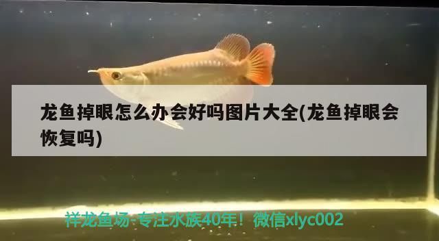 龍魚掉眼怎么辦會好嗎圖片大全(龍魚掉眼會恢復嗎)