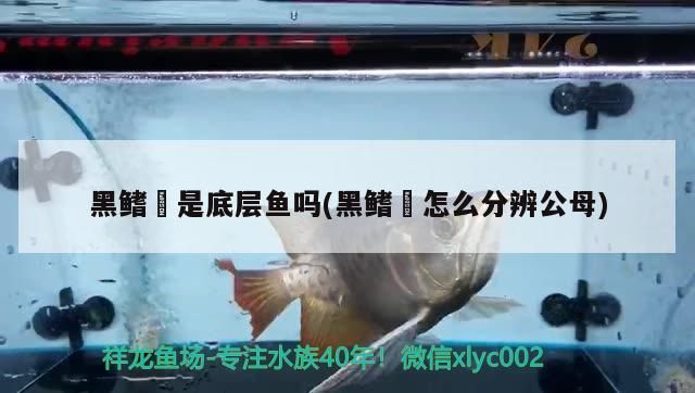 黑鰭鳈是底層魚嗎(黑鰭鳈怎么分辨公母) 黑鰭鳈是底層魚嗎(黑鰭鳈怎么分辨公母) 觀賞魚百科