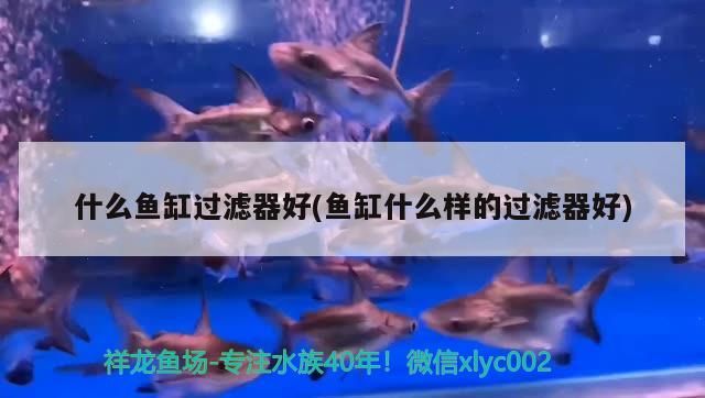 魯南水族批發(fā)市場（山東魯南水族批發(fā)市場）