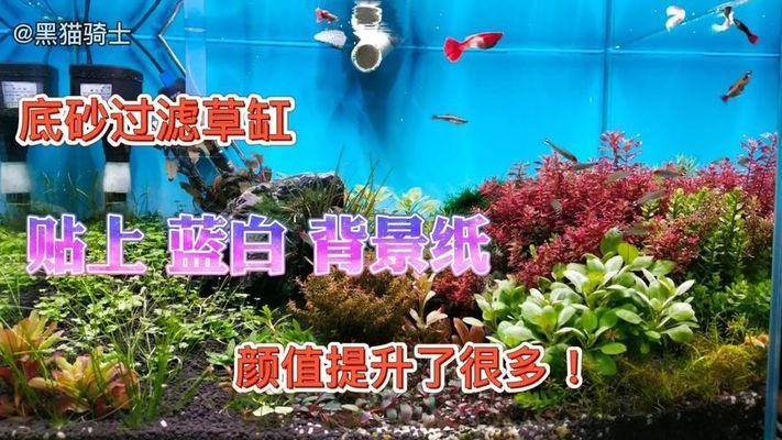 臨沂花鳥魚蟲批發(fā)市場，臨沂最大的花鳥魚蟲批發(fā)市場在臨沂市蘭山區(qū)陶然路與臨沂錦鯉魚批發(fā)市場
