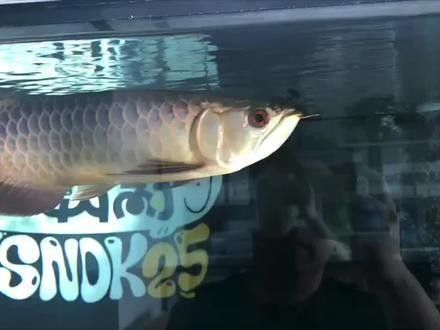 龍魚趴缸原因及解決方法圖片大全視頻（龍魚趴缸是什么原因及應對方法龍魚趴缸的原因及應對方法）