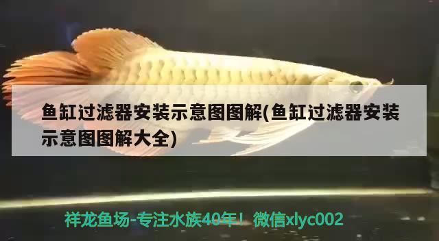 巴西亞魚和什么魚混養，巴西亞魚與皇冠三間的區別 巴西亞魚和什么魚混養，巴西亞魚與皇冠三間的區別 觀賞魚百科 第2張