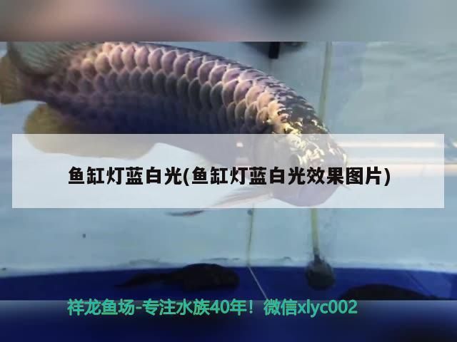 巴西亞魚和什么魚混養，巴西亞魚與皇冠三間的區別 巴西亞魚和什么魚混養，巴西亞魚與皇冠三間的區別 觀賞魚百科 第1張
