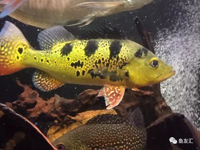 巴西亞魚最佳混養(yǎng)：巴西亞魚怎么混養(yǎng) 巴西亞魚最佳混養(yǎng)：巴西亞魚怎么混養(yǎng) 觀賞魚百科 第3張