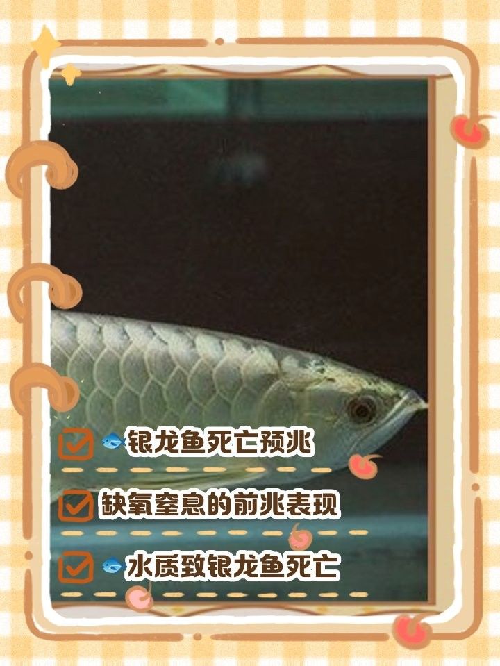 龍魚死亡有哪些常見癥狀（銀龍魚死亡前兆）