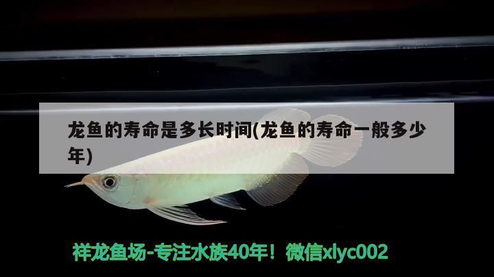 魚缸 龍魚的壽命是多長(zhǎng)時(shí)間(龍魚的壽命一般多少年)(龍魚的壽命一般多長(zhǎng)時(shí)間和龍魚的壽命一般多少年對(duì)應(yīng)的相關(guān)信息) 觀賞魚百科 龍魚的壽命是多長(zhǎng)時(shí)間(龍魚的壽命一般多少年)(龍魚的壽命一般多長(zhǎng)時(shí)間和龍魚的壽命一般多少年對(duì)應(yīng)的相關(guān)信息) 龍魚的壽命是多長(zhǎng)時(shí)間(龍魚的壽命一般多少年)(龍魚的壽命一般多長(zhǎng)時(shí)間和龍魚的壽命一般多少年對(duì)應(yīng)的相關(guān)信息) 觀賞魚百科