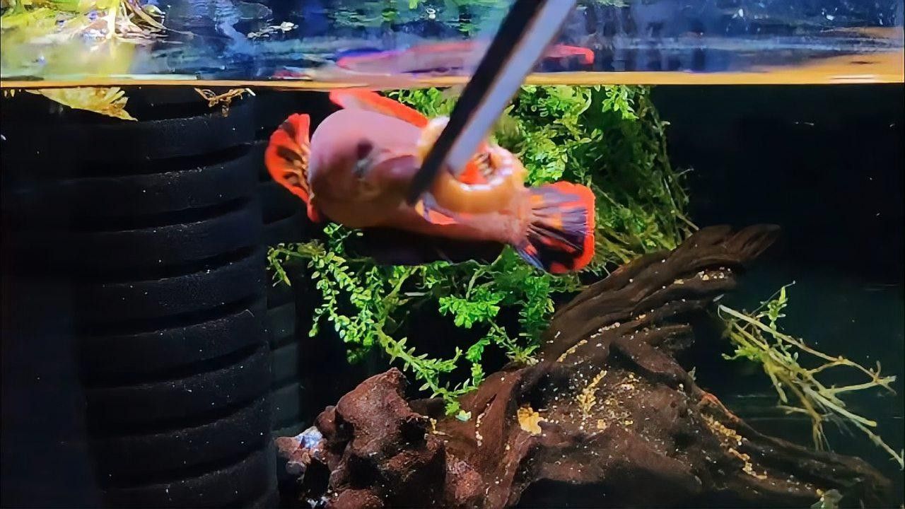 40缸只養一條霸氣的魚（40厘米的魚缸適合單養一條霸氣的魚）