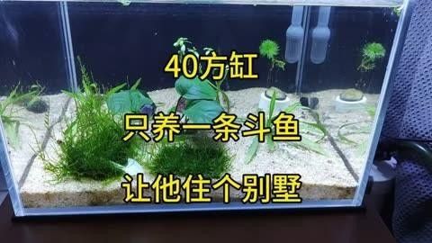 40缸只養一條霸氣的魚（40厘米的魚缸適合單養一條霸氣的魚）