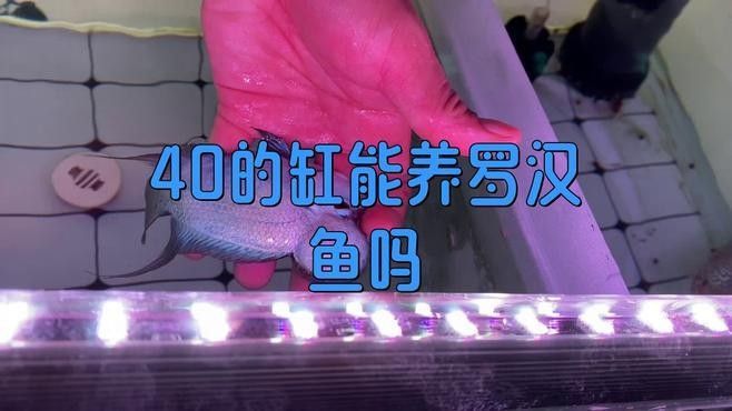 40缸只養一條霸氣的魚（40厘米的魚缸適合單養一條霸氣的魚）