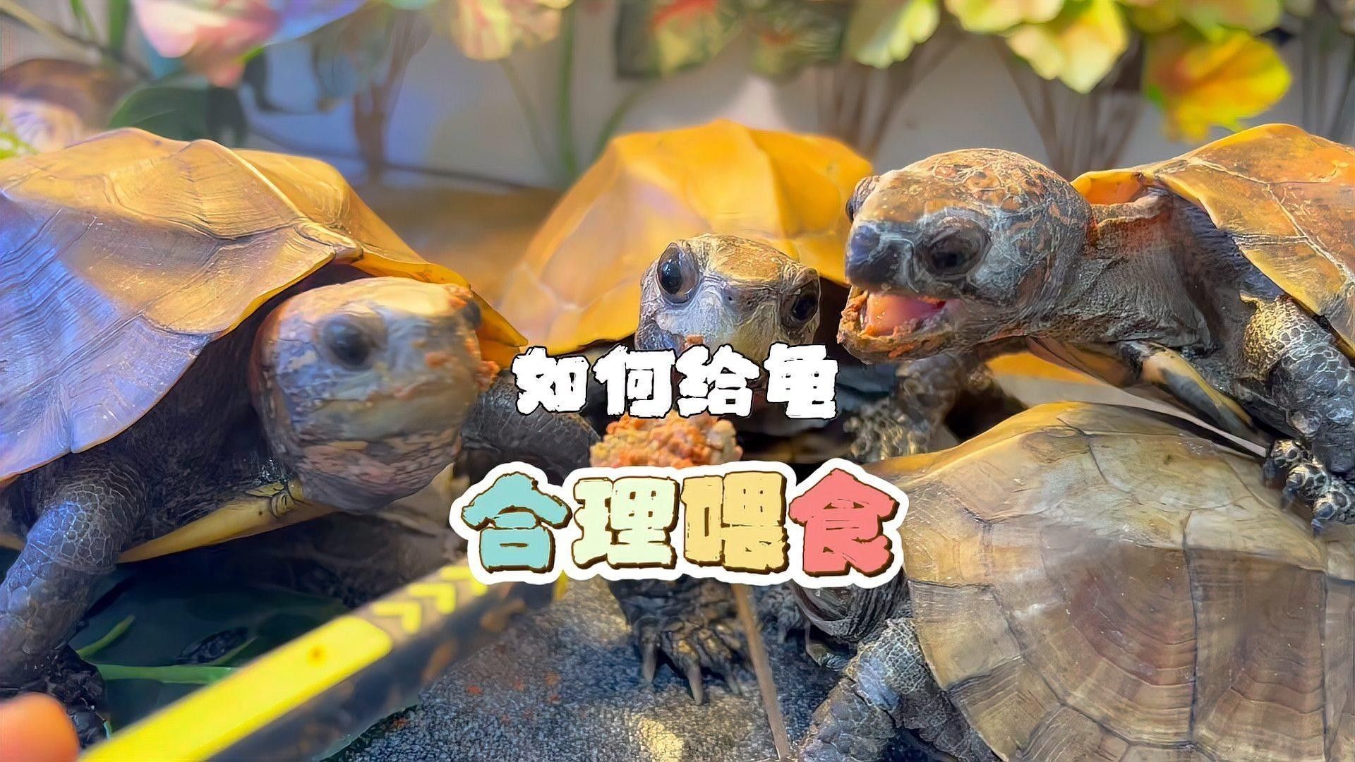 如何確保龜類均衡攝入營養？（如何確保烏龜的營養均衡）