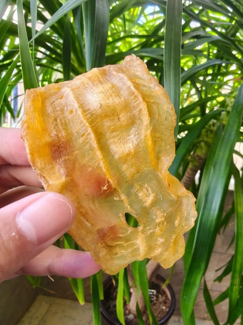 金龍魚蛟（金龍魚膠是什么魚堂主粉絲） 金龍魚蛟（金龍魚膠是什么魚堂主粉絲） 觀賞魚百科 第10張