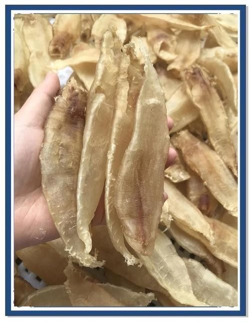 金龍魚蛟（金龍魚膠是什么魚堂主粉絲） 金龍魚蛟（金龍魚膠是什么魚堂主粉絲） 觀賞魚百科 第11張