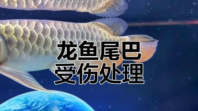 龍魚掉尾一般多久能恢復（銀龍魚掉尾的三大原因及解決方法咖啡醇醇少年脫俗風） 龍魚掉尾一般多久能恢復（銀龍魚掉尾的三大原因及解決方法咖啡醇醇少年脫俗風） 龍魚百科 第4張