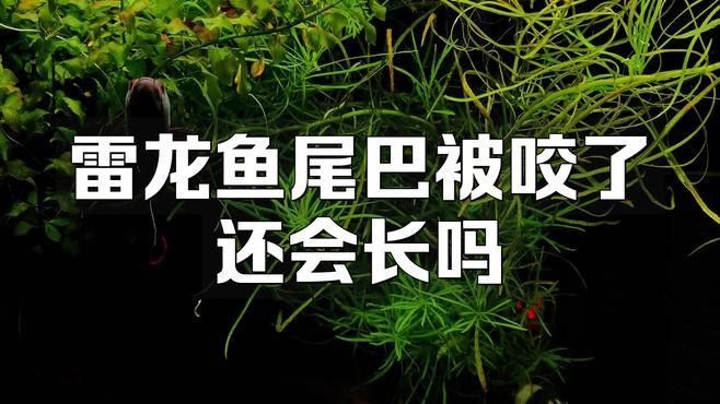 龍魚掉尾一般多久能恢復（銀龍魚掉尾的三大原因及解決方法咖啡醇醇少年脫俗風） 龍魚掉尾一般多久能恢復（銀龍魚掉尾的三大原因及解決方法咖啡醇醇少年脫俗風） 龍魚百科 第1張