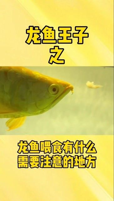 龍魚最忌三種食物（龍魚喂養禁忌,別把你的魚喂死了才后悔） 龍魚最忌三種食物（龍魚喂養禁忌,別把你的魚喂死了才后悔） 觀賞魚百科 第3張