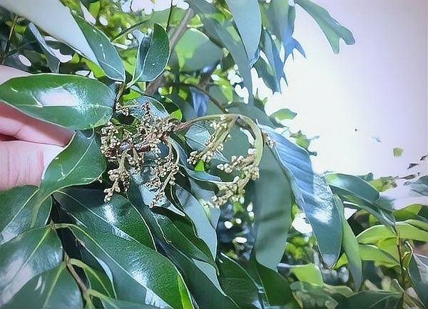龍眼霜霉病如何防治？（博禾醫生，龍眼霜霉病的癥狀及綜合防治措施） 龍眼霜霉病如何防治？（博禾醫生，龍眼霜霉病的癥狀及綜合防治措施） 龍魚百科 第3張