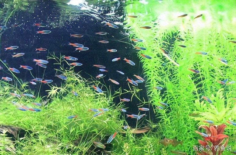 如何判斷龍魚缸水質(zhì)是否偏堿（如何判斷魚缸水質(zhì)是否偏堿）