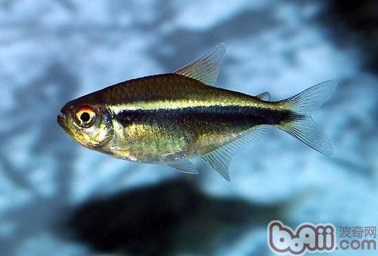 如何判斷龍魚缸水質(zhì)是否偏堿（如何判斷魚缸水質(zhì)是否偏堿）