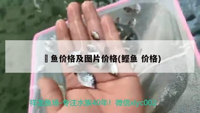 魟魚價格及圖片價格(鰹魚價格)（魟魚價格及圖片價格）