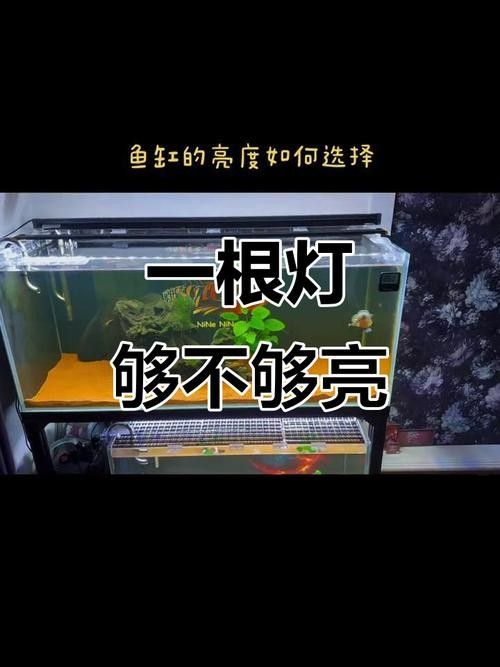 龍魚上色用什么燈（如何判斷龍魚是否需要使用專門的燈具）
