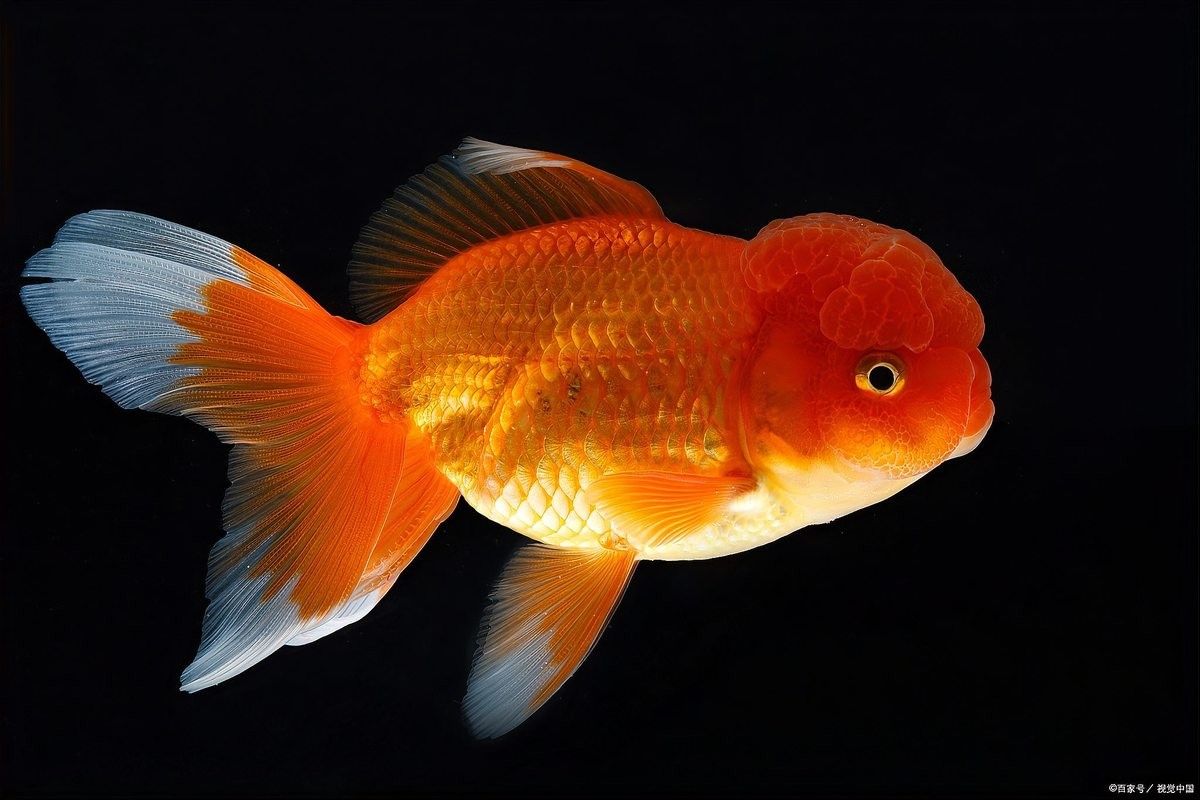龍魚翻肚后如何判斷其生死？（養魚老道龍魚翻肚后還能救嗎寵魚黨必學的5步搶救指南）