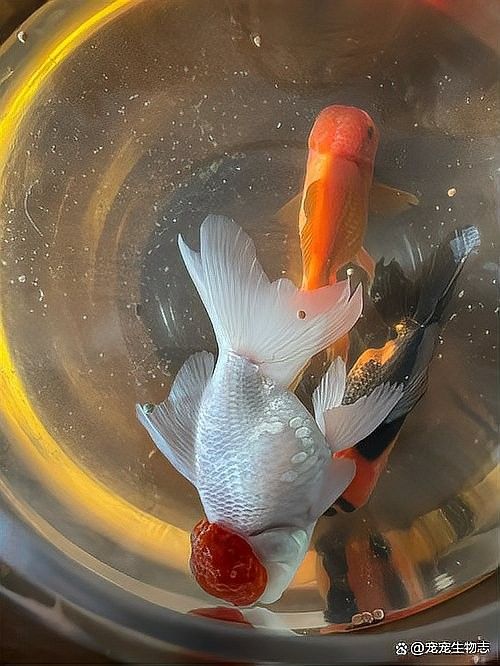 龍魚翻肚后如何判斷其生死？（養魚老道龍魚翻肚后還能救嗎寵魚黨必學的5步搶救指南）