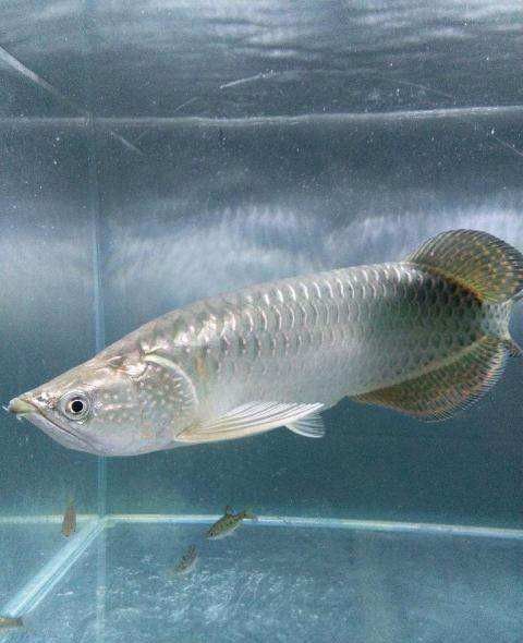 星點(diǎn)龍魚的價格是多少？（20-30公分龍魚飼養(yǎng)技巧與注意事項(xiàng)）