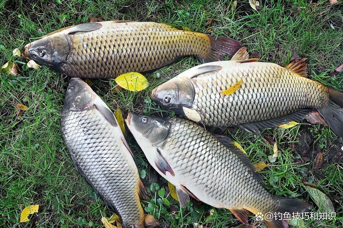 龍魚的最佳釣魚季節是什么時候（龍魚最佳釣魚季節主要集中在秋季，尤其是白露節氣后至秋分前后1）