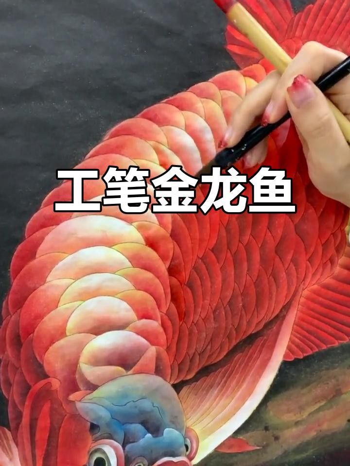 高清工筆金龍魚(yú)圖片（高清工筆畫(huà)金龍魚(yú)圖片欣賞） 高清工筆金龍魚(yú)圖片（高清工筆畫(huà)金龍魚(yú)圖片欣賞） 觀賞魚(yú)百科 第7張