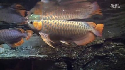 <strong><mark>甘南州</mark></strong>龍魚水族店：<strong><mark>甘南州</mark></strong>水族批發市場