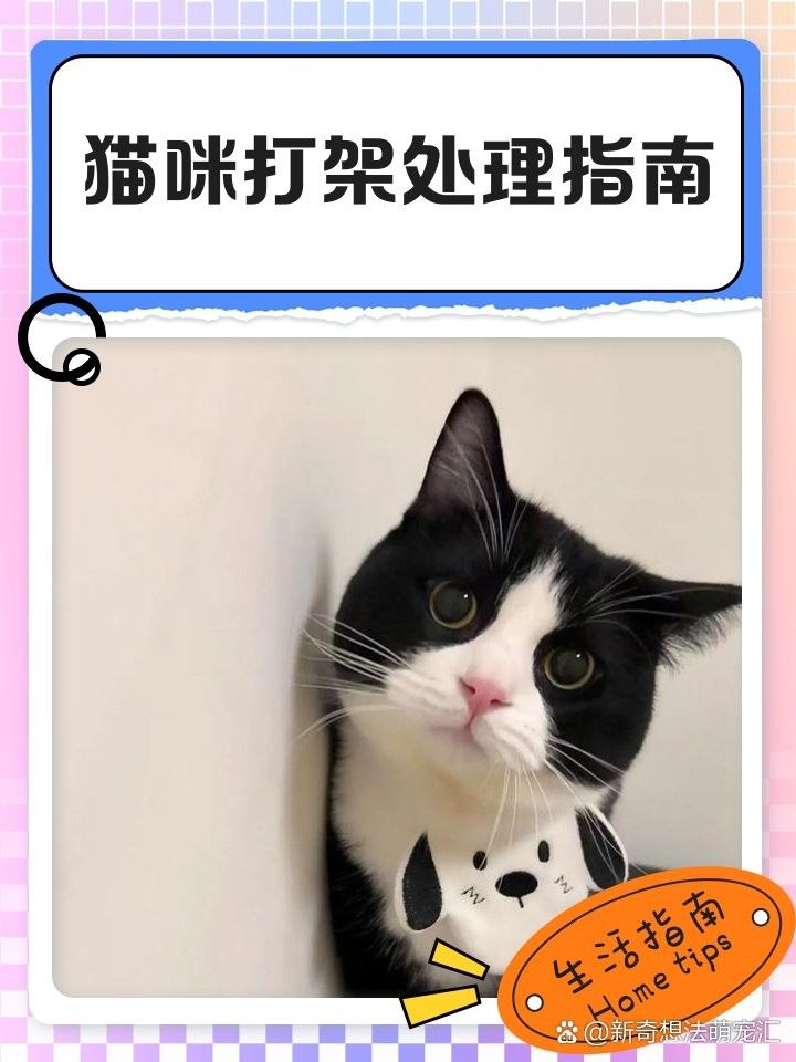 如何預防龍貓和貓打架（如何預防龍貓和貓之間的沖突） 如何預防龍貓和貓打架（如何預防龍貓和貓之間的沖突） 龍魚百科 第4張