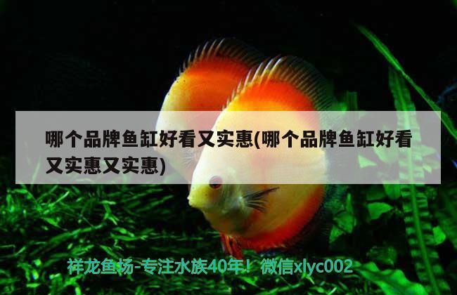 哪個品牌魚缸好看又實惠(哪個品牌魚缸好看又實惠又實惠)（哪個品牌魚缸好看又實惠）