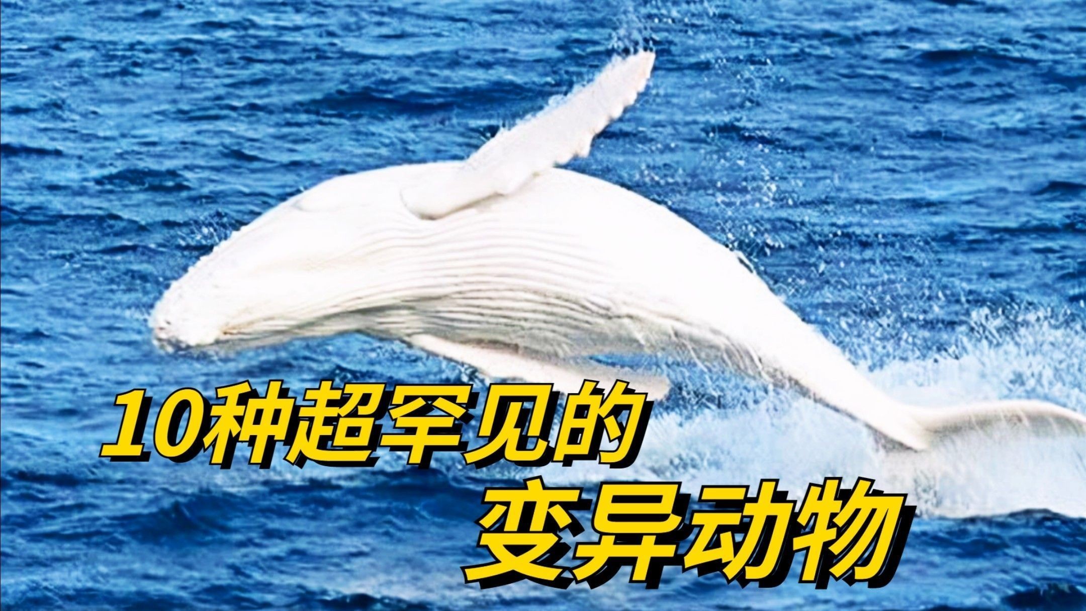 這些變異品種中哪個最稀有？（地球上最稀有的10種變異動物，其中一種中國獨有） 這些變異品種中哪個最稀有？（地球上最稀有的10種變異動物，其中一種中國獨有） 龍魚百科 第2張