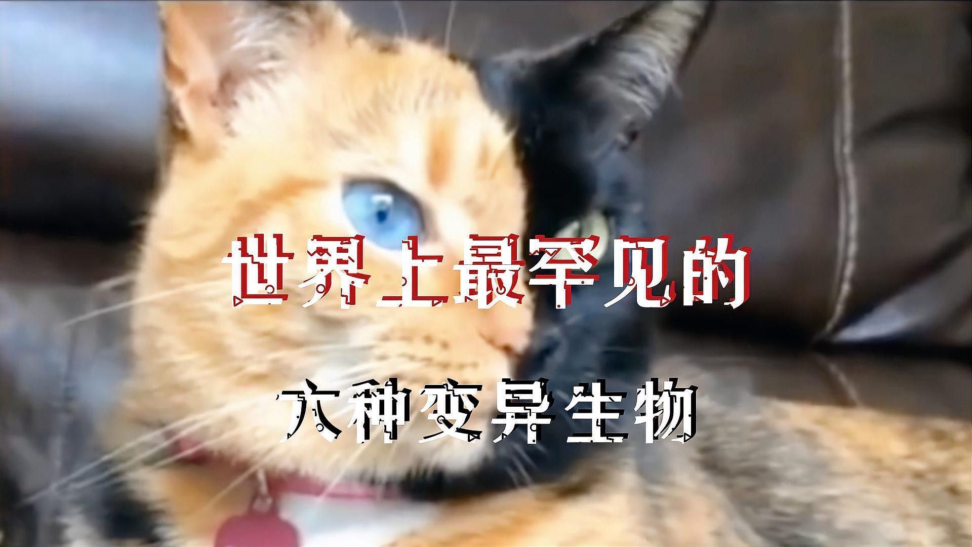 這些變異品種中哪個最稀有？（地球上最稀有的10種變異動物，其中一種中國獨有） 這些變異品種中哪個最稀有？（地球上最稀有的10種變異動物，其中一種中國獨有） 龍魚百科 第1張