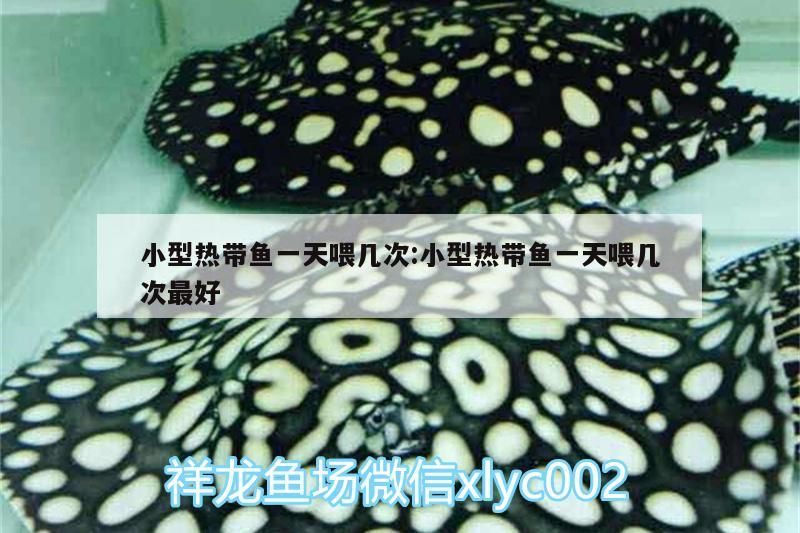小型熱帶魚一天喂幾次:小型熱帶魚一天喂幾次最好（小型熱帶魚一天喂幾次） 小型熱帶魚一天喂幾次:小型熱帶魚一天喂幾次最好（小型熱帶魚一天喂幾次） 觀賞魚百科