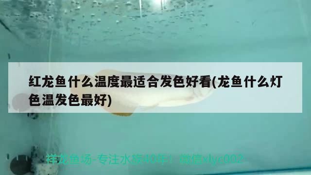 紅龍魚(yú)什么溫度最適合發(fā)色好看(龍魚(yú)什么燈色溫發(fā)色最好)（紅龍魚(yú)什么溫度最適合發(fā)色好看）