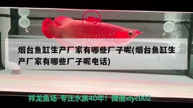 煙臺魚缸生產廠家有哪些廠子呢(煙臺魚缸生產廠家有哪些廠子呢電話)（煙臺魚缸生產廠家有哪些）