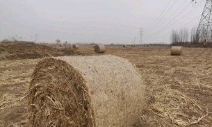 沈北喂魚的地方在哪（北喂魚的地方指的是位于遼寧省沈陽市沈北新區的一個地方） 沈北喂魚的地方在哪（北喂魚的地方指的是位于遼寧省沈陽市沈北新區的一個地方） 觀賞魚百科 第3張