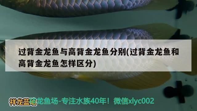 過(guò)背金龍魚(yú)與高背金龍魚(yú)分別(過(guò)背金龍魚(yú)和高背金龍魚(yú)怎樣區(qū)分)（過(guò)背金龍魚(yú)與高背金龍魚(yú)的區(qū)別）