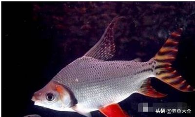 巴卡雷龍魚繁殖的最佳水溫，巴卡雷龍魚繁殖期飼料選擇，如何監測魚缸水溫變化