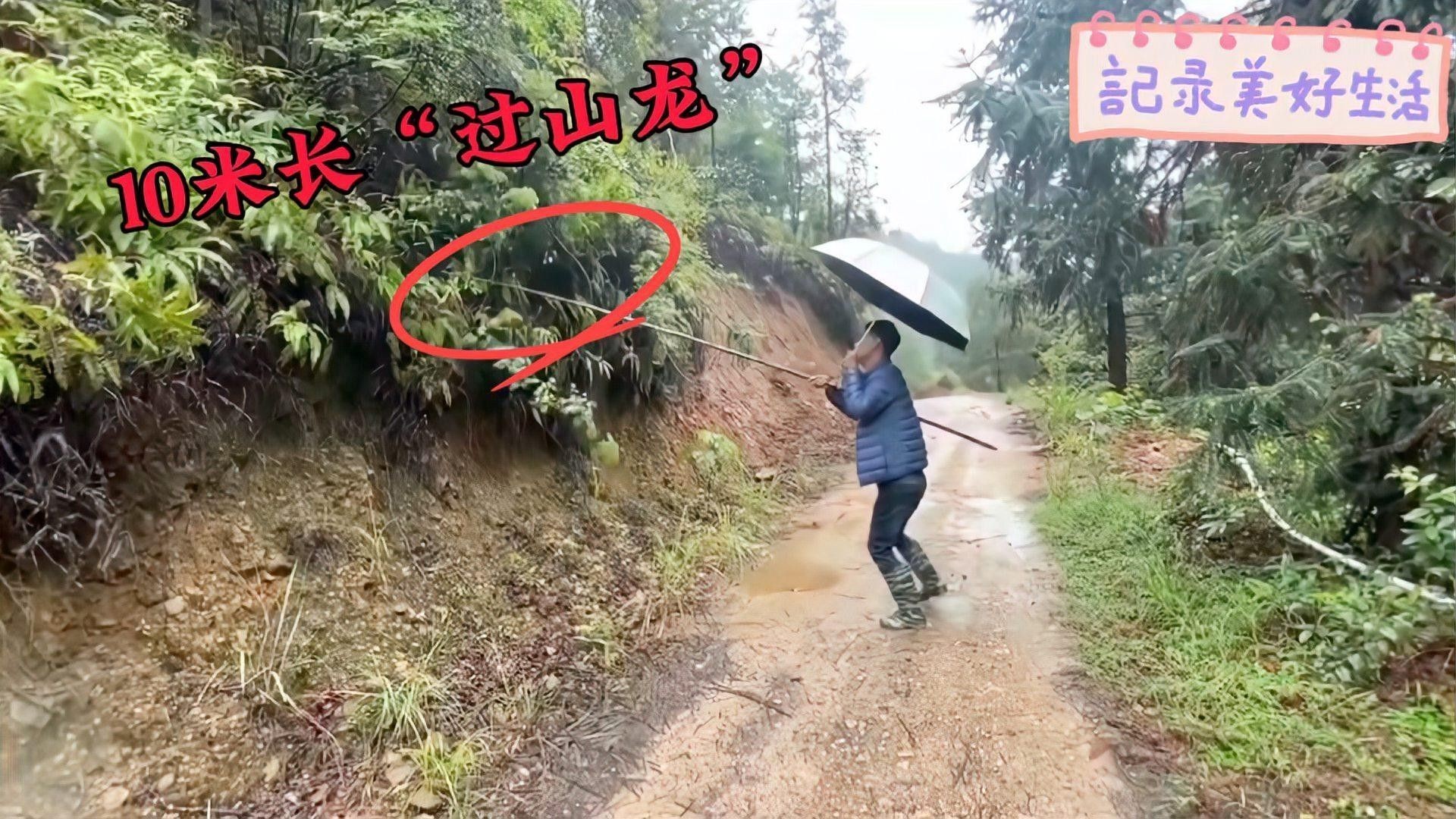過山龍魚有哪些天敵（關于過山龍魚（即攀鱸）的天敵，可能會影響過山龍魚生存）