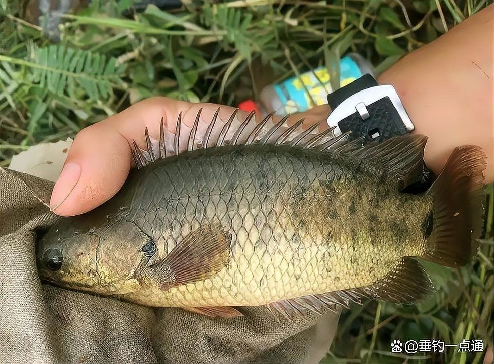 過山龍魚有哪些天敵（關于過山龍魚（即攀鱸）的天敵，可能會影響過山龍魚生存）