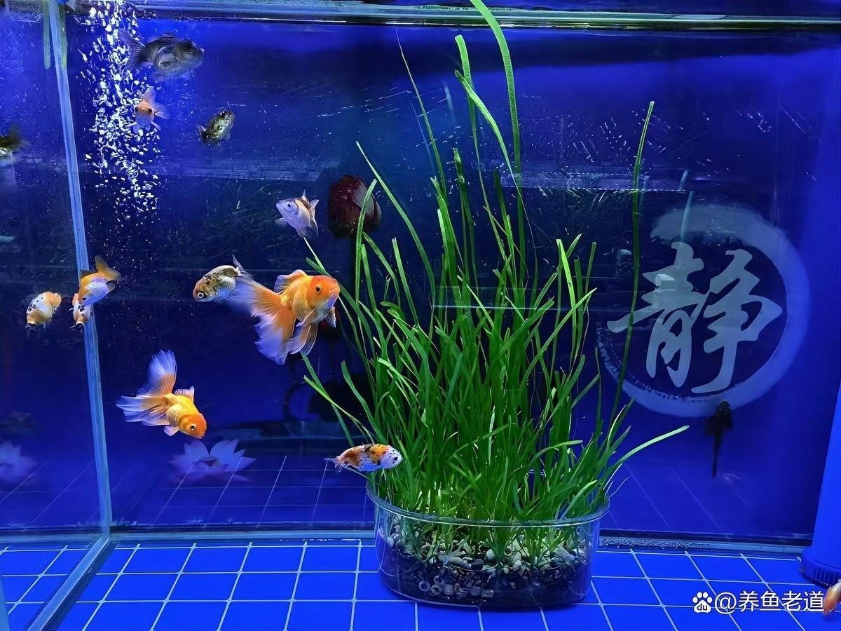 如何判斷魚缸水質是否穩定（如何判斷魚缸水質穩定）