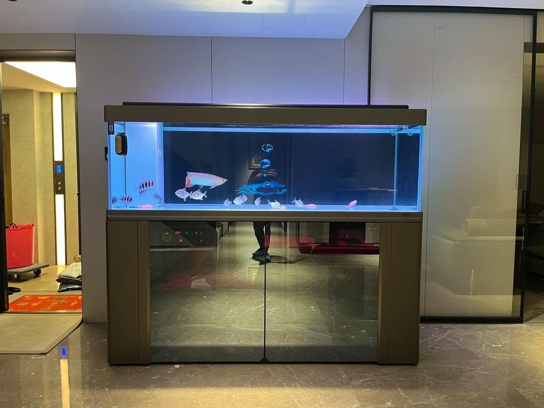 通川哪個水族館龍魚好？祥龍魚場龍魚（通川哪個水族館龍魚好） 通川哪個水族館龍魚好？祥龍魚場龍魚（通川哪個水族館龍魚好） 龍魚百科 第2張