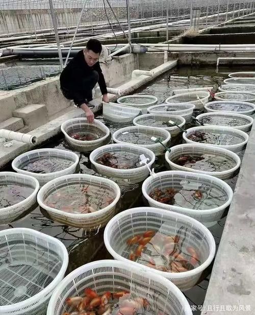 臨沂苗氏金魚（臨沂苗氏金魚養殖基地地址在哪里？）