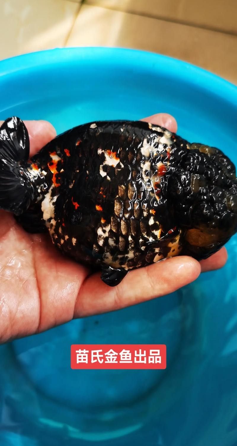 臨沂苗氏金魚（臨沂苗氏金魚養殖基地地址在哪里？）