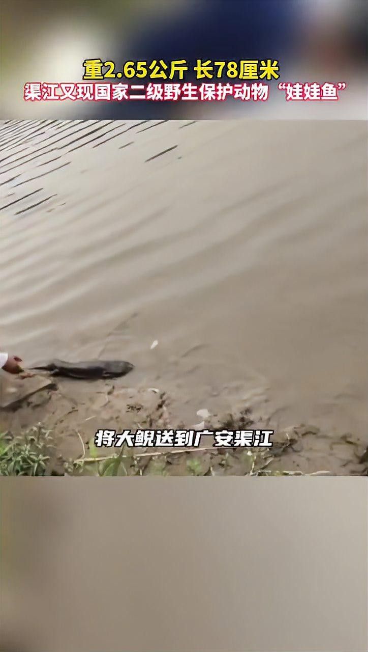 渠江里面有什么魚種（渠江生活著多種魚類） 渠江里面有什么魚種（渠江生活著多種魚類） 觀賞魚百科